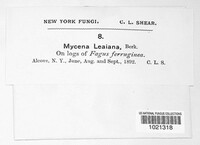 Mycena leaiana image